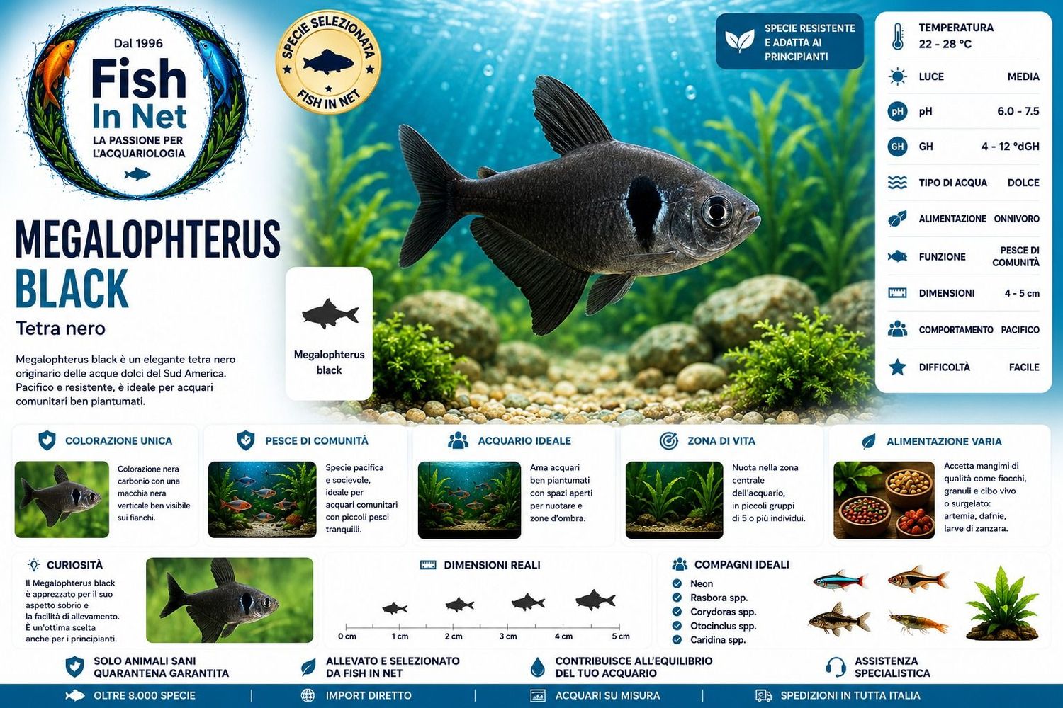 MEGALOPHTERUS BLACK MEGALOPHTERUS BLACK
