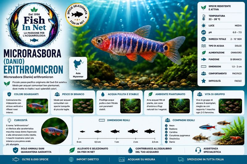 MICRORASBORA  (DANIO) ERITHROMICRON