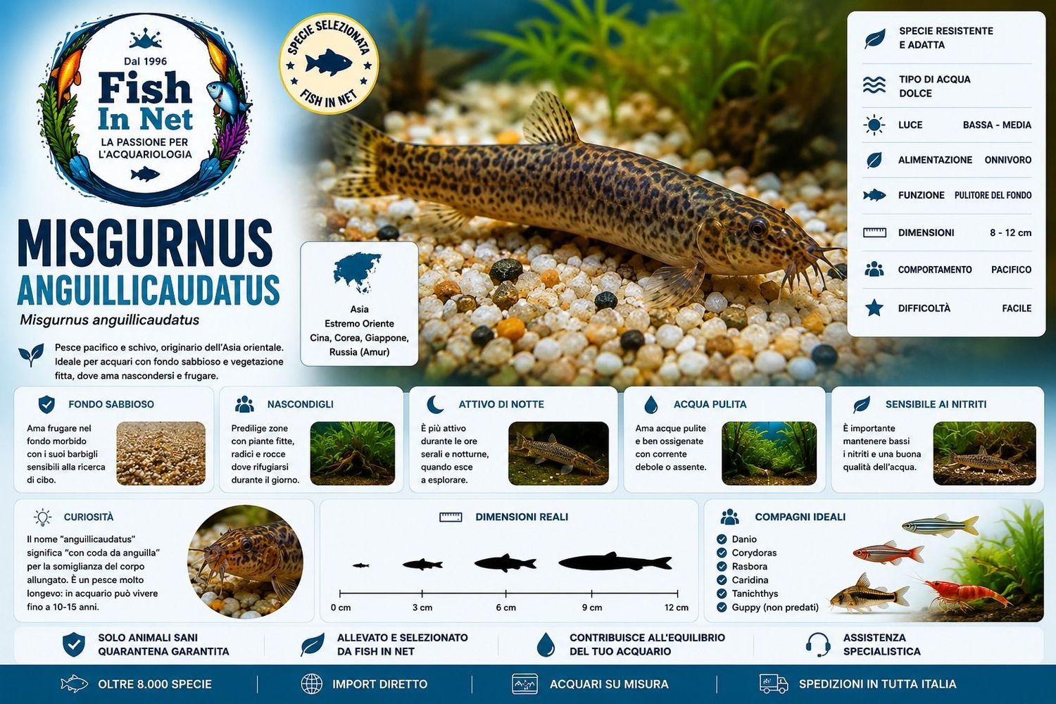 MISGURNUS ANGUILLICAUDATUS MISGURNUS ANGUILLICAUDATUS