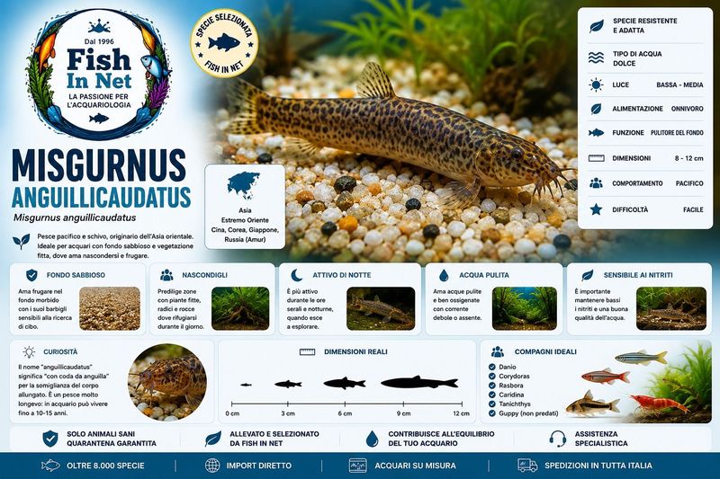 MISGURNUS ANGUILLICAUDATUS