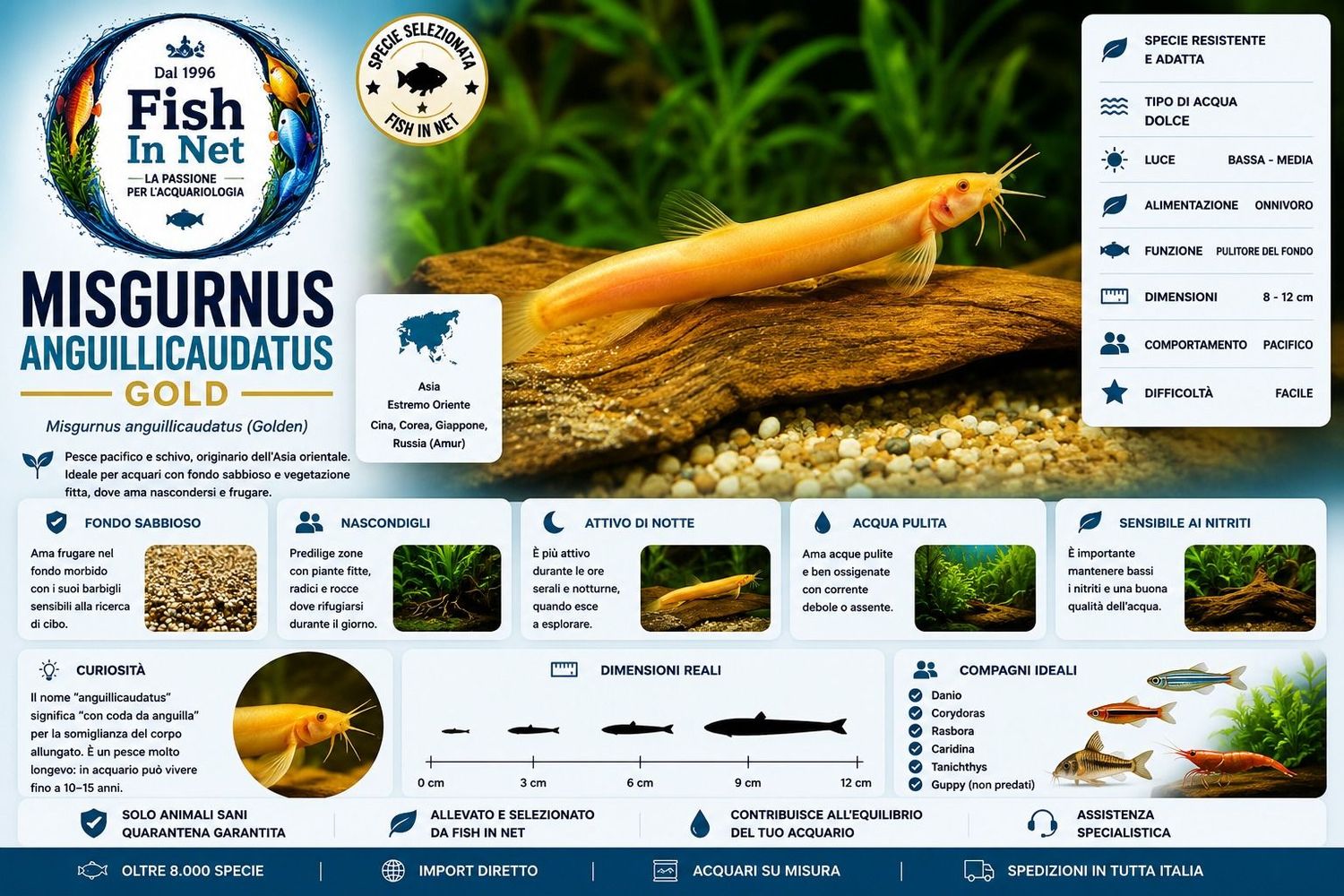 MISGURNUS ANGUILLICAUDATUS GOLD MISGURNUS ANGUILLICAUDATUS GOLD