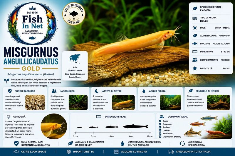 MISGURNUS ANGUILLICAUDATUS GOLD
