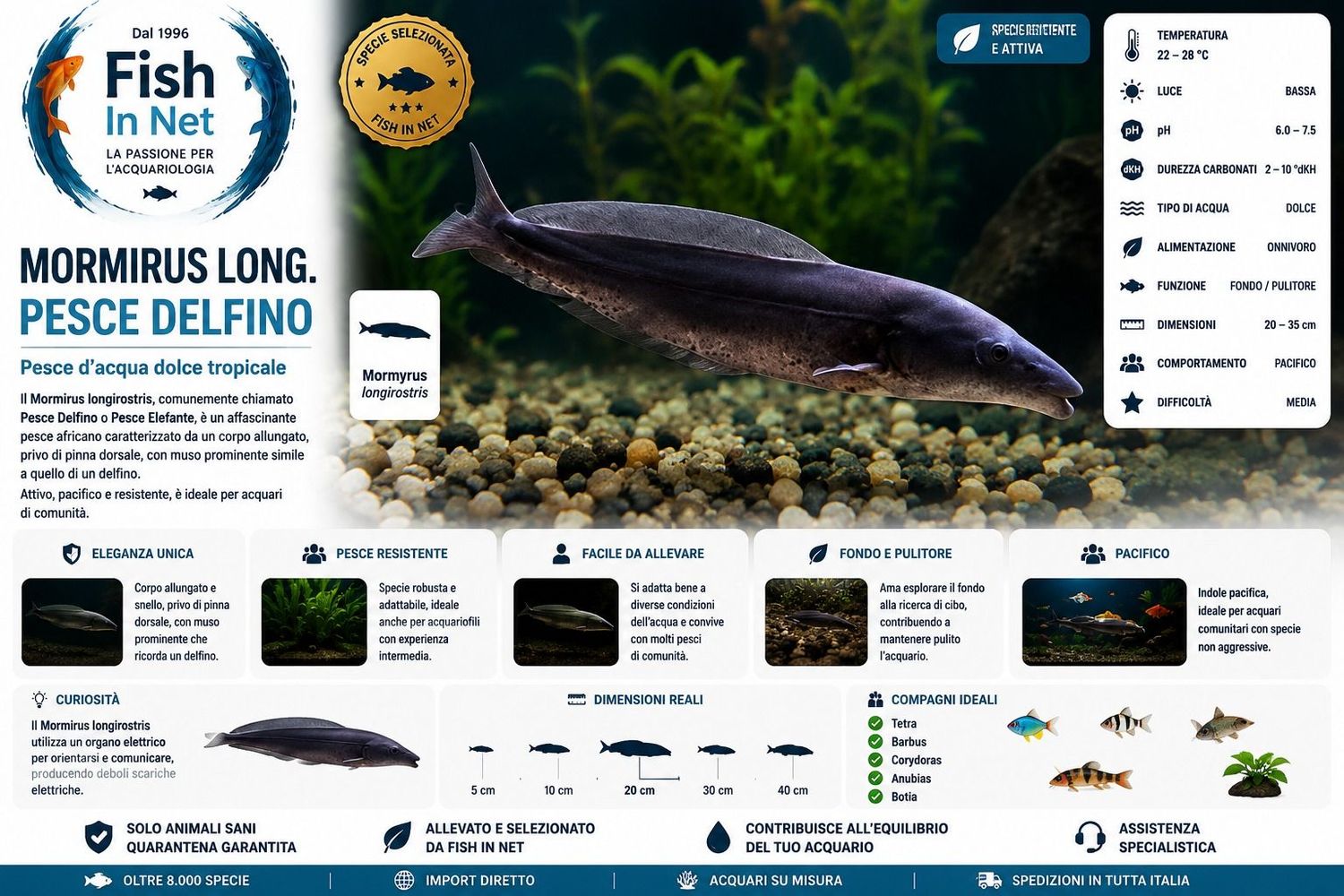 MORMIRUS LONG.PESCE DELFINO SM MORMIRUS LONG.PESCE DELFINO SM