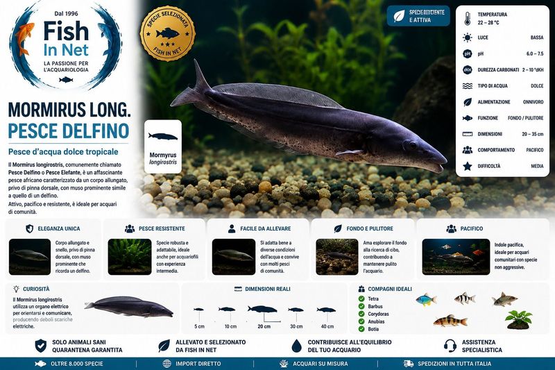 MORMIRUS LONG.PESCE DELFINO SM
