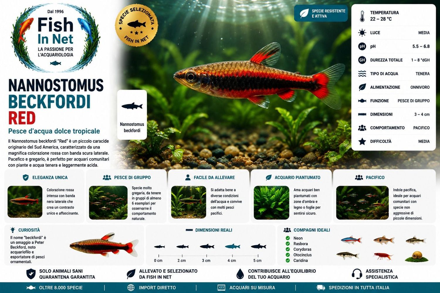 NANNOSTOMUS BECKFORDI RED NANNOSTOMUS BECKFORDI RED