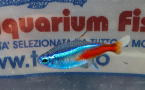 NEON PARACHEIRODON INNESI XL