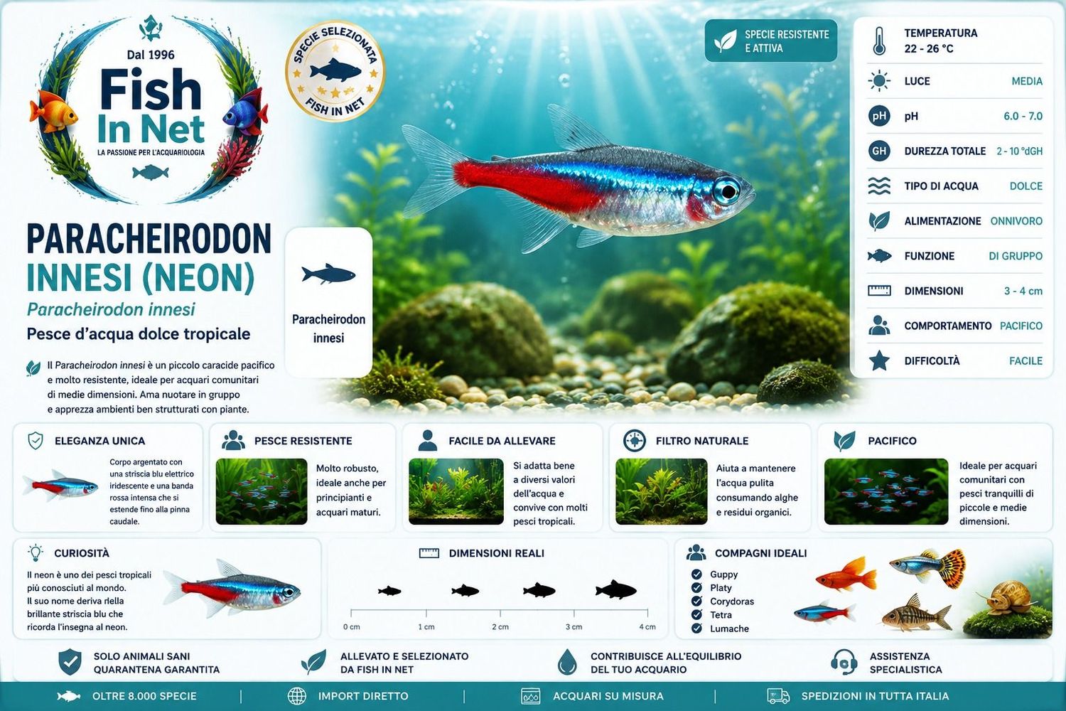 NEON PARACHEIRODON INNESI XL NEON PARACHEIRODON INNESI XL