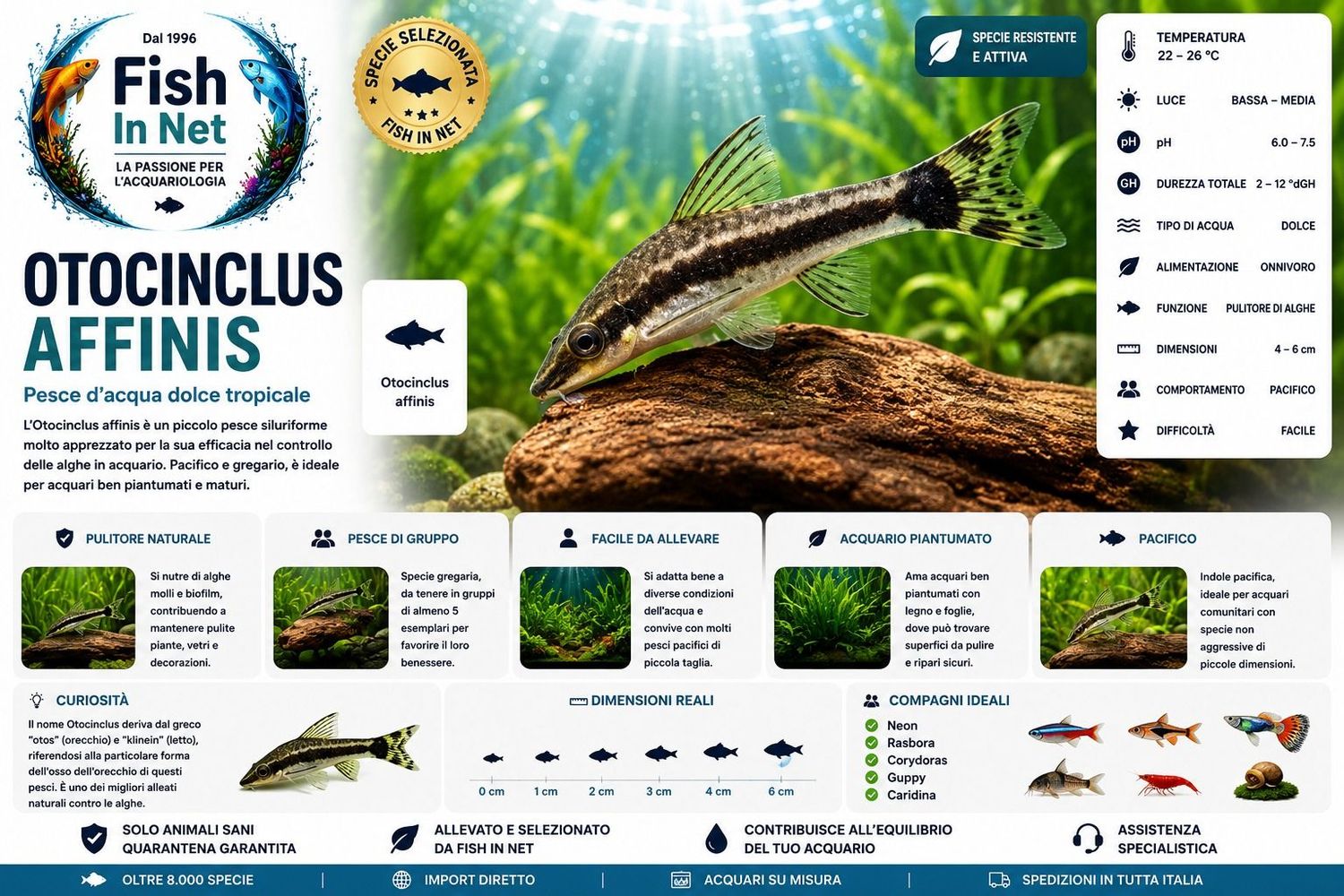 OTOCINCLUS AFFINIS OTOCINCLUS AFFINIS