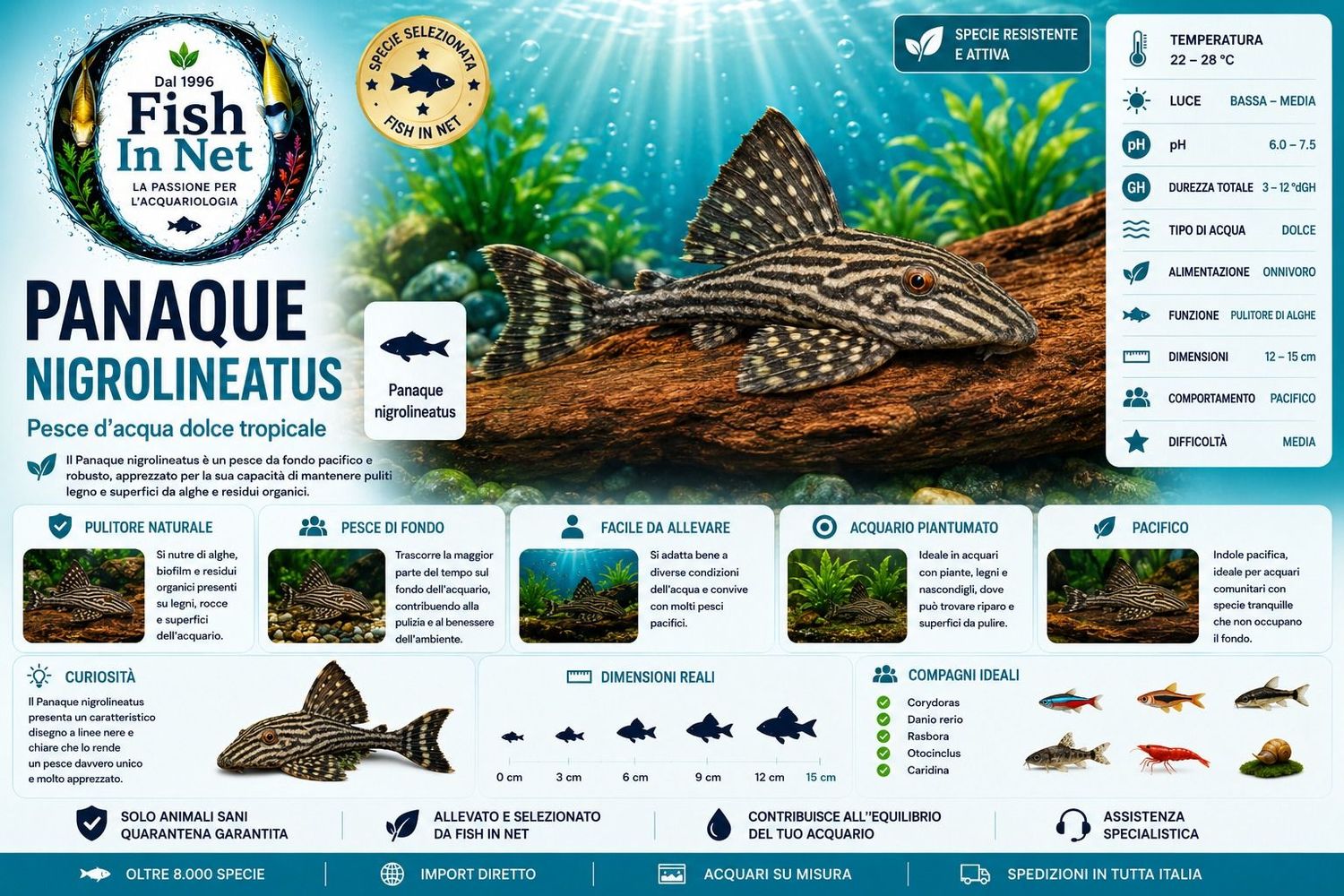 PANAQUE NIGROLINEATUS SM PANAQUE NIGROLINEATUS SM
