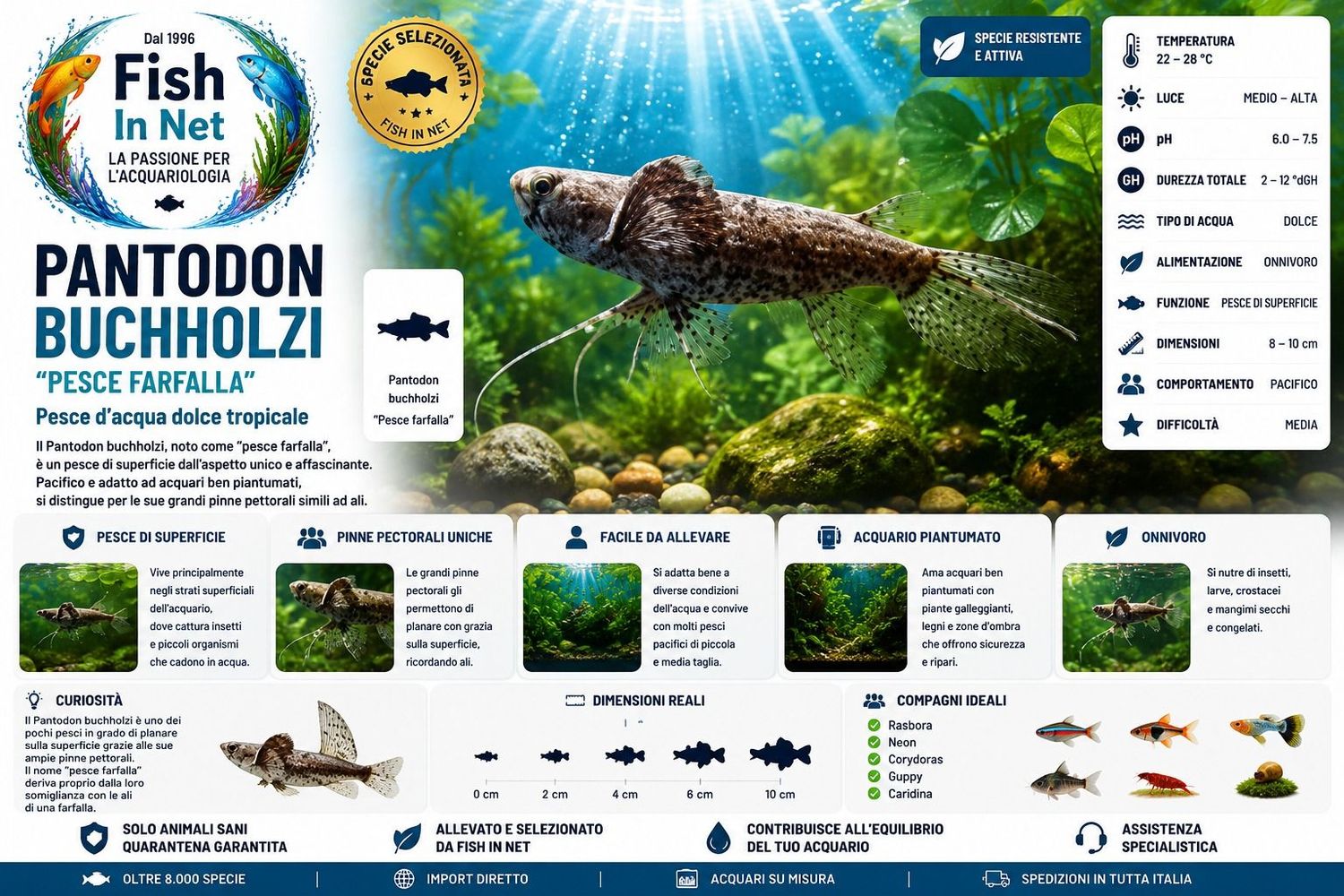 PANTODON BUCHOLZI PESCE FARFALLA PANTODON BUCHOLZI PESCE FARFALLA