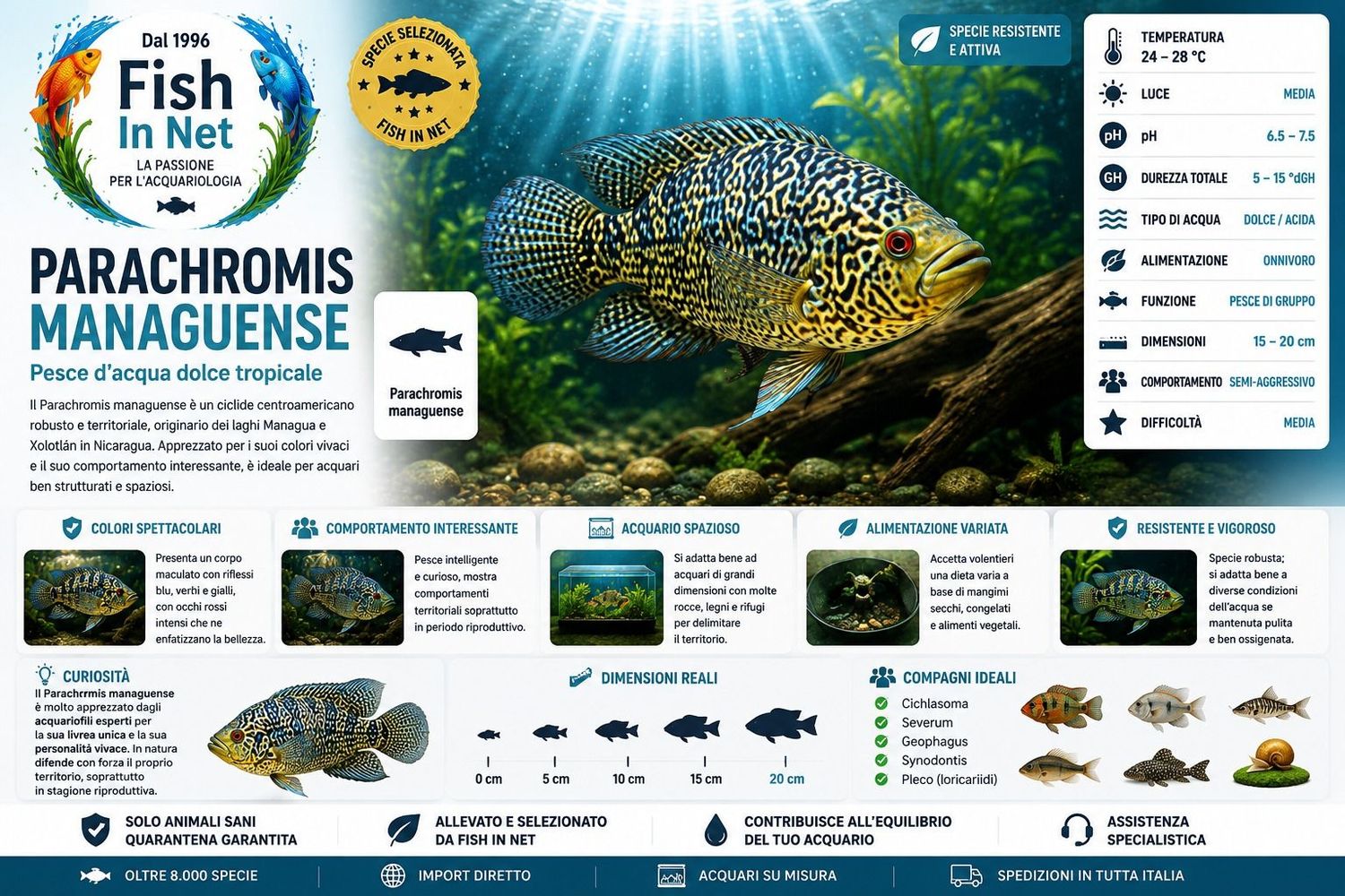 PARACHROMIS MANAGUENSE PARACHROMIS MANAGUENSE