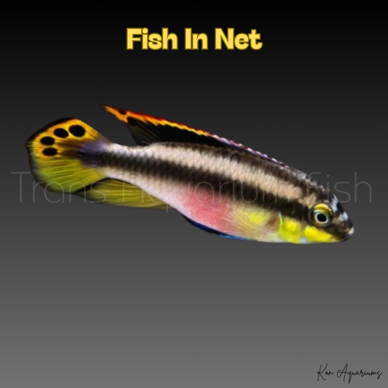 PELVICACHROMIS PULCHER large - SOLO MASCHI