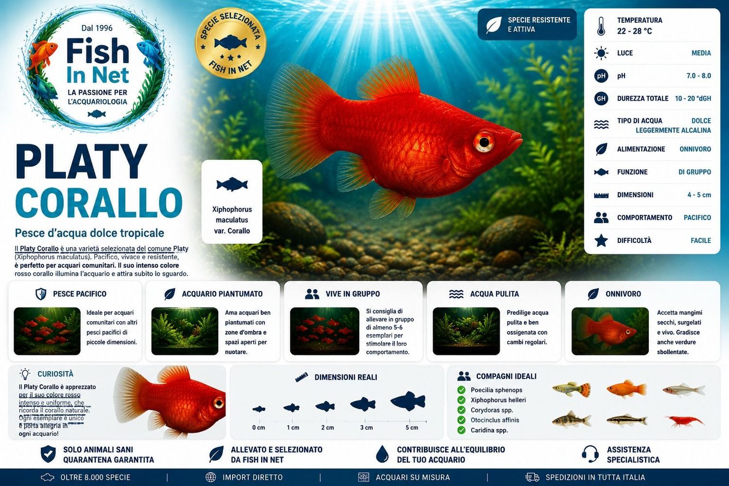 PLATY CORALLO