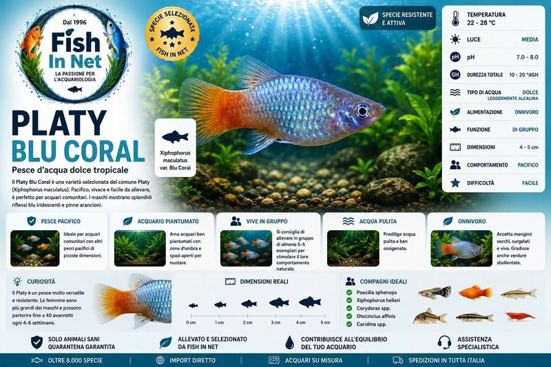 PLATY BLU CORAL
