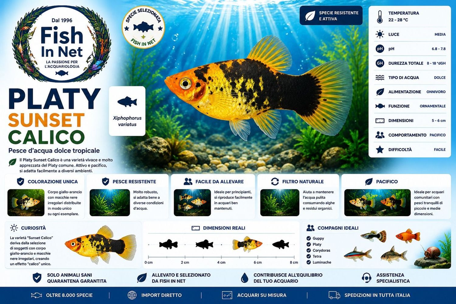 PLATY SUNSET CALICO PLATY SUNSET CALICO