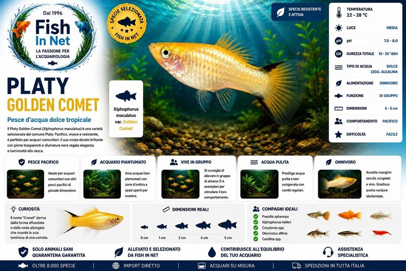 PLATY GOLDEN COMET