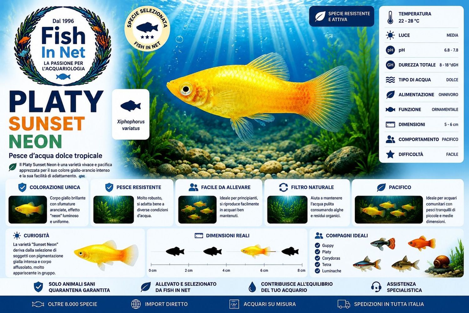 PLATY SUNSET NEON PLATY SUNSET NEON