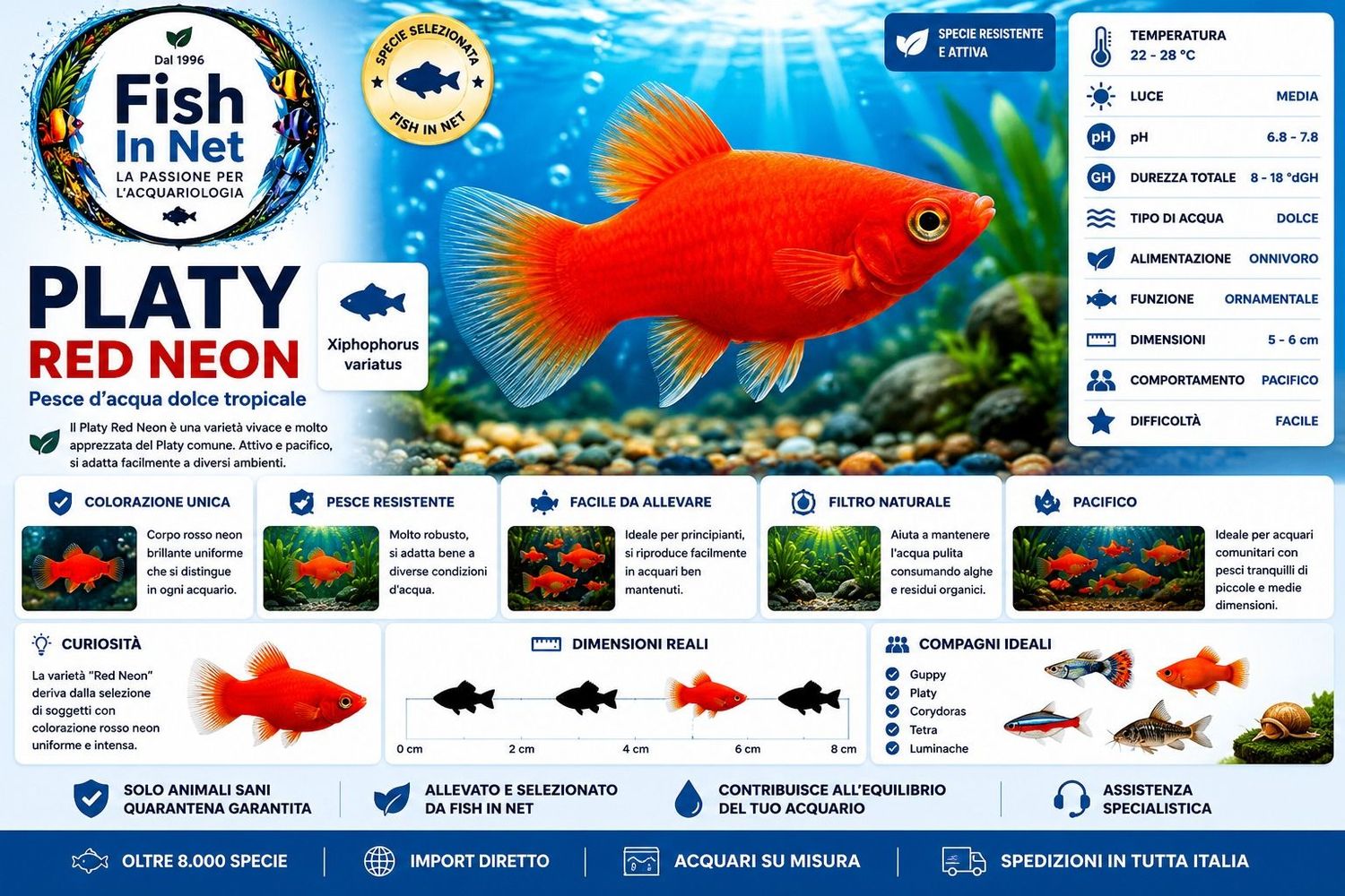 PLATY RED NEON