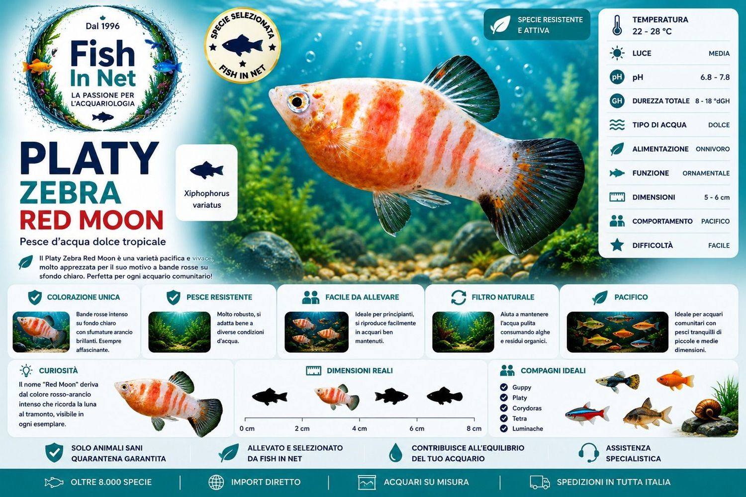 PLATY ZEBRA RED MOON PLATY ZEBRA RED MOON