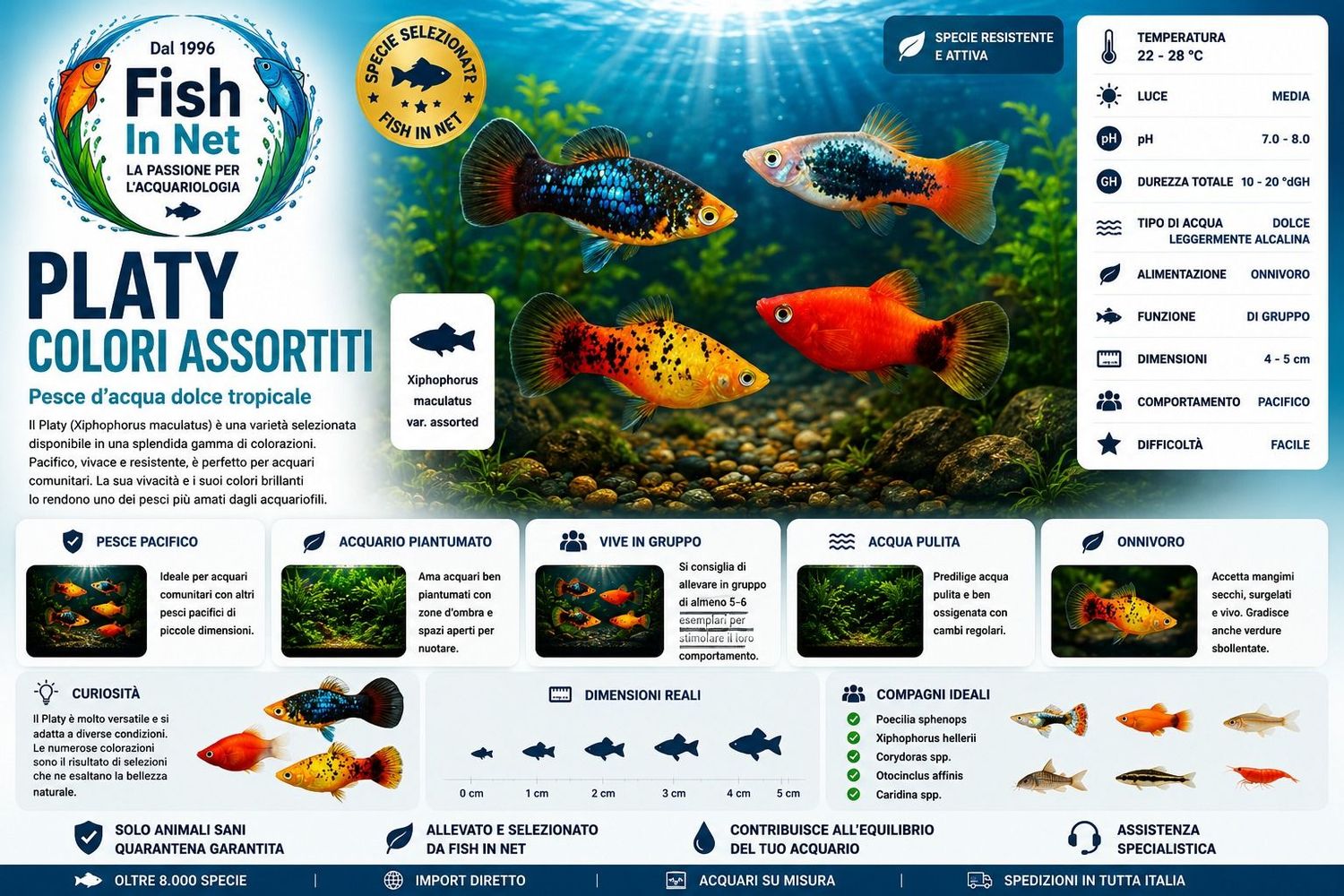 PLATY Colori Assortiti PLATY Colori Assortiti
