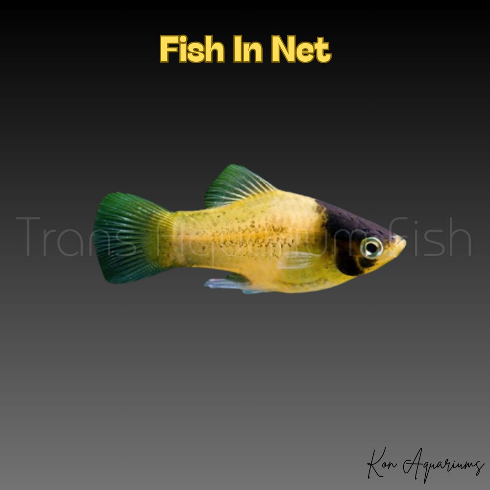 PLATY BUMBLE BEE NEW PLATY BUMBLE BEE NEW