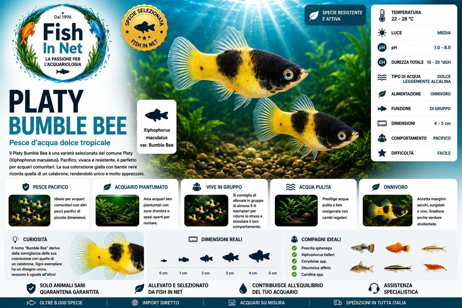 PLATY BUMBLE BEE NEW PLATY BUMBLE BEE NEW