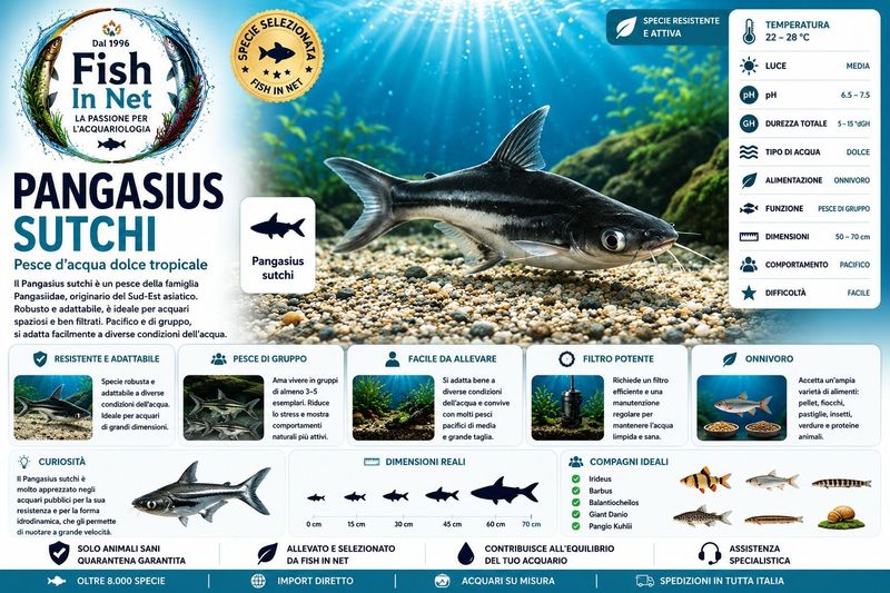 PANGASIUS SUTCHI 10/12 CM