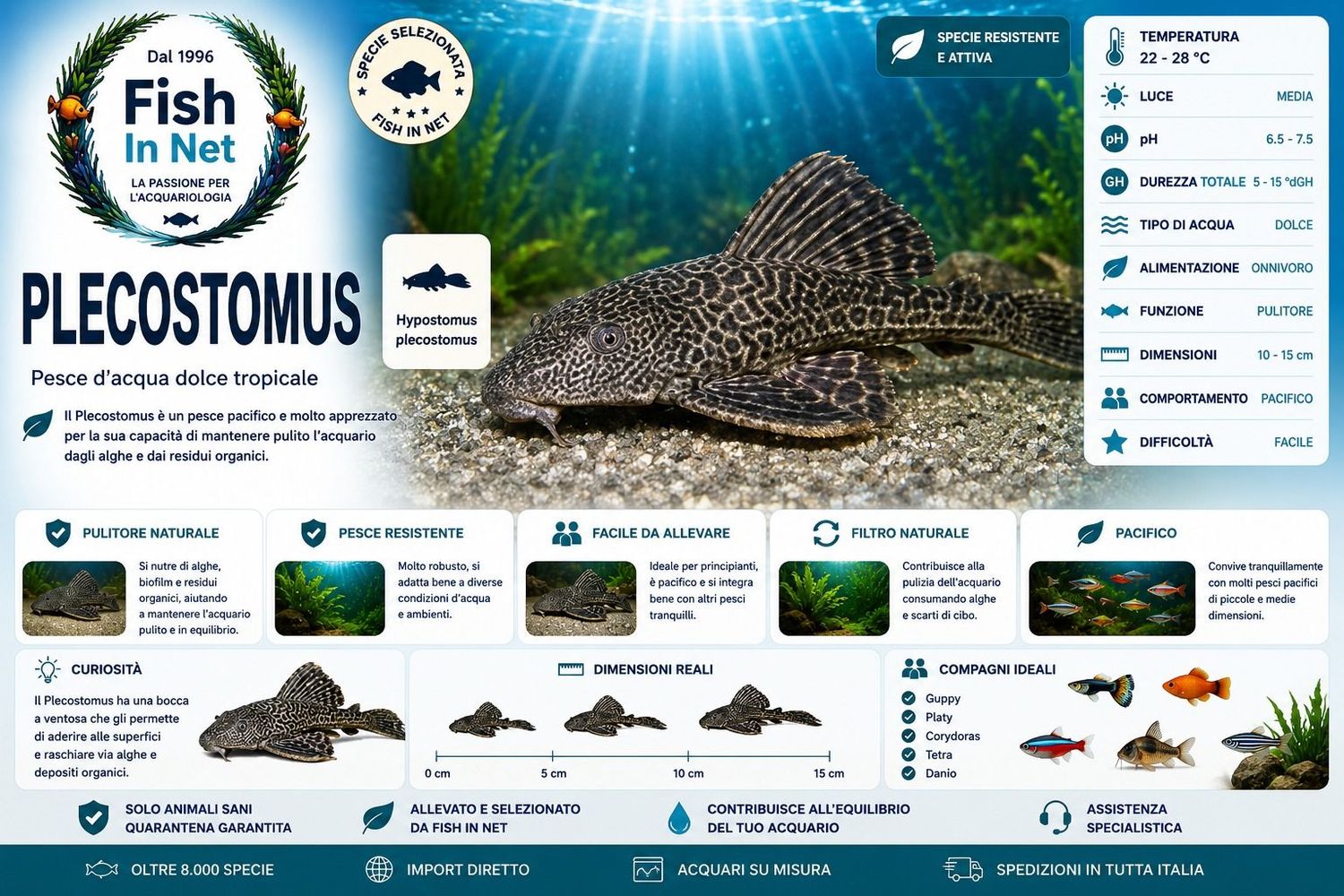 PLECOSTOMUS PLECOSTOMUS