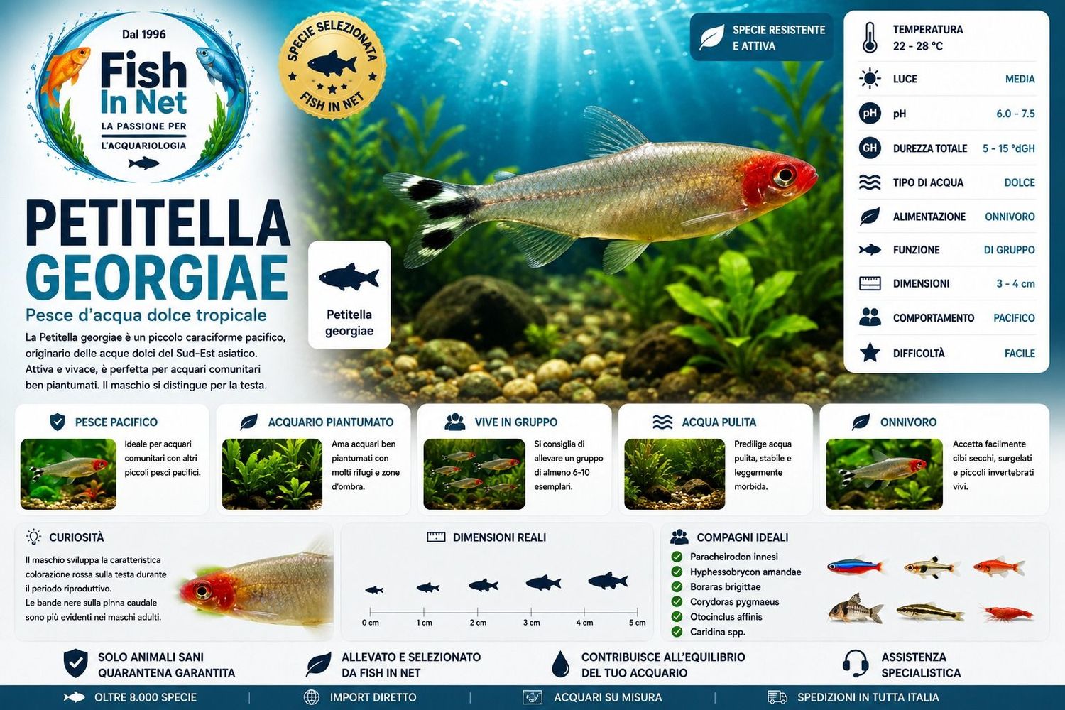 PETITELLA PETITELLA