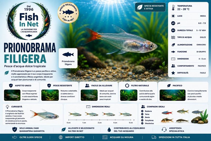 PRIONOBRAMA FILIGERA
