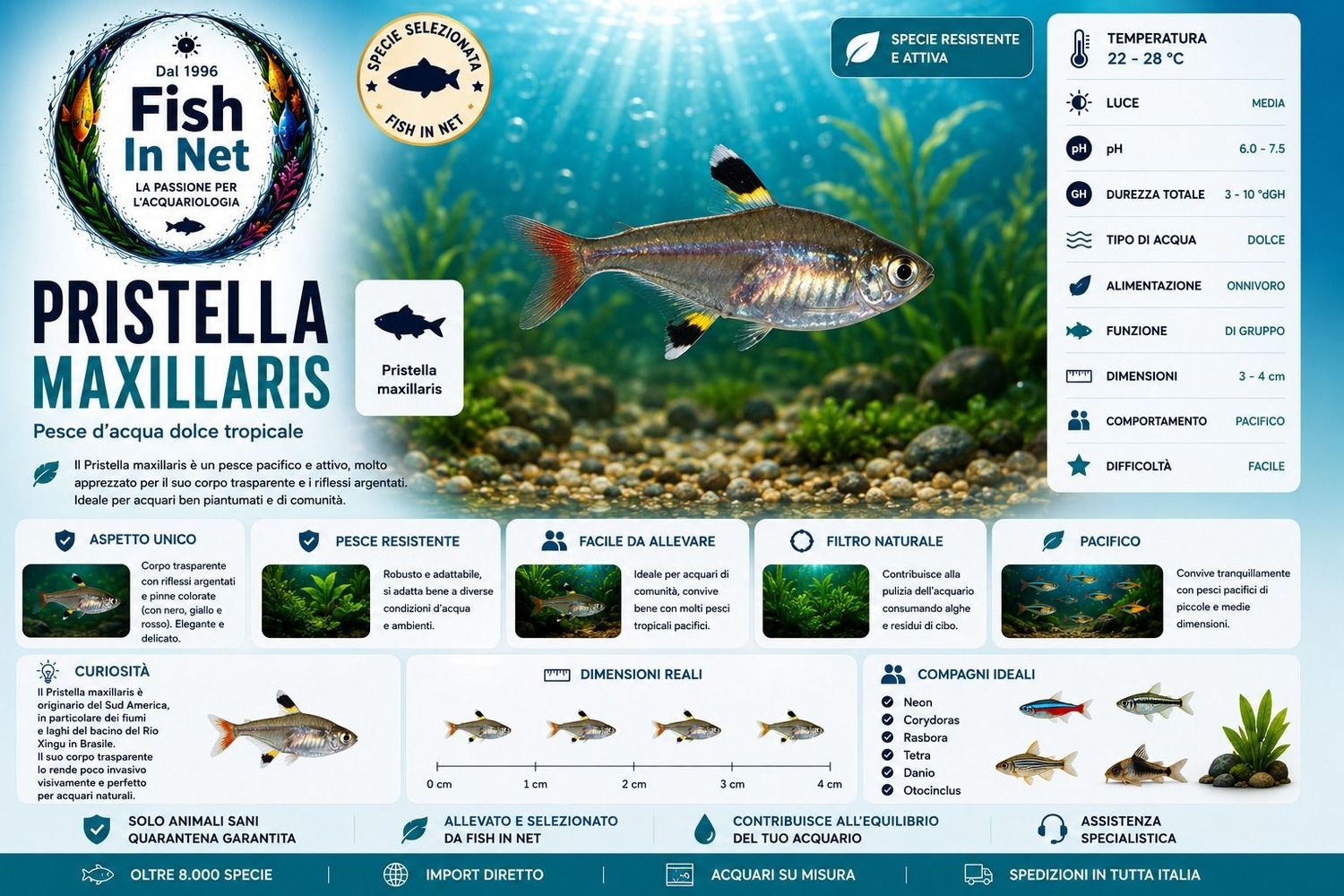PRISTELLA