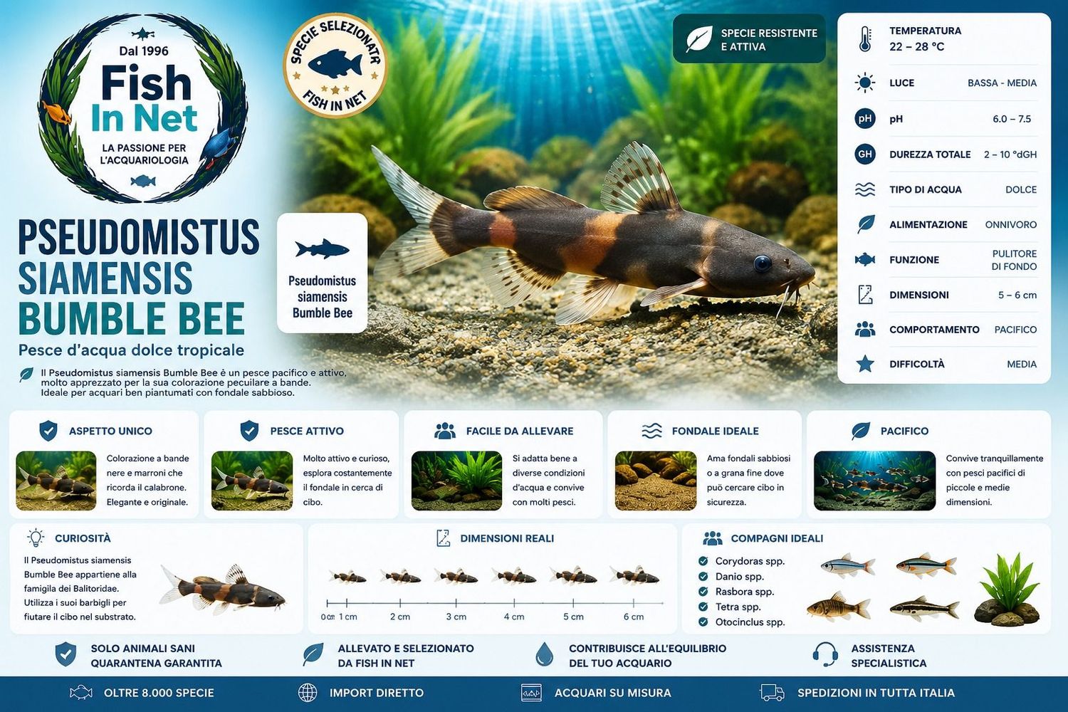 PSEUDOMISTUS SIAMENSIS BUMBLE BEE L