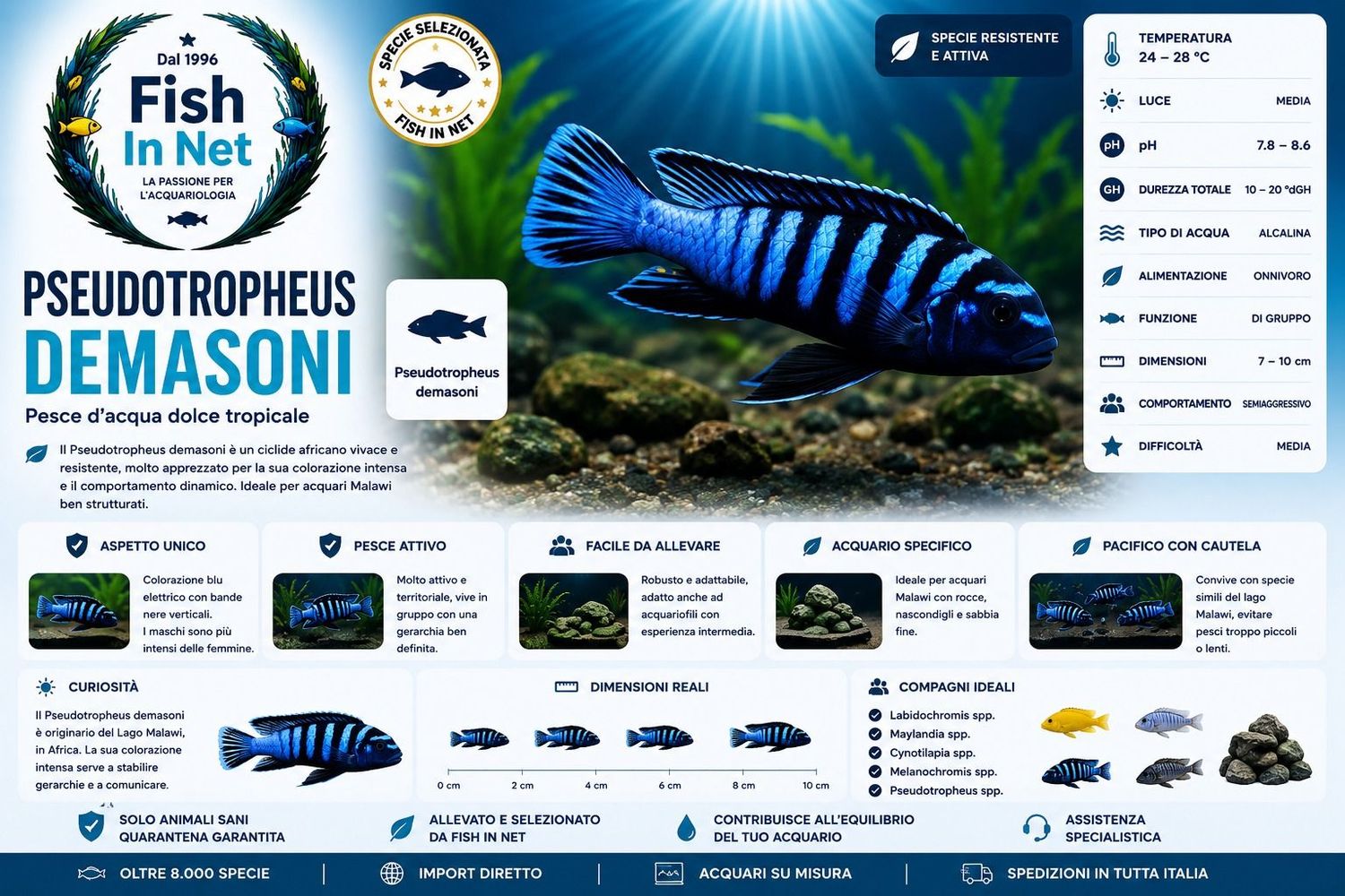 PSEUDOTROPHEUS DEMASONI sm PSEUDOTROPHEUS DEMASONI sm