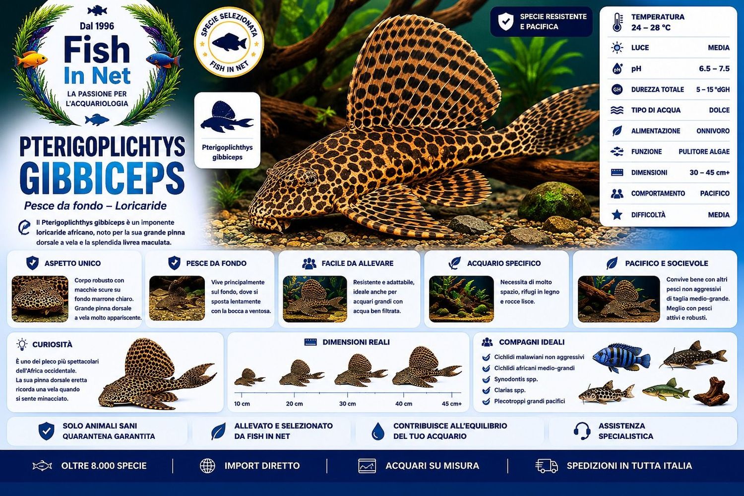 PTERIGOPLICHTYS GIBBICEPS PTERIGOPLICHTYS GIBBICEPS
