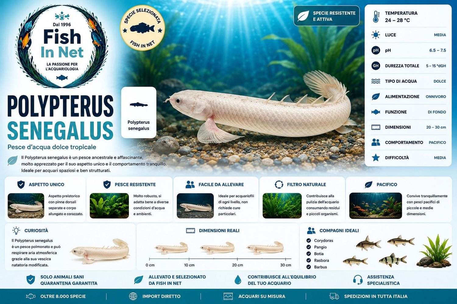 POLYPTERUS SENEGALUS POLYPTERUS SENEGALUS