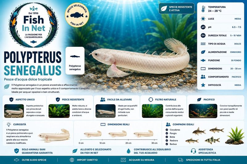 POLYPTERUS SENEGALUS SM
