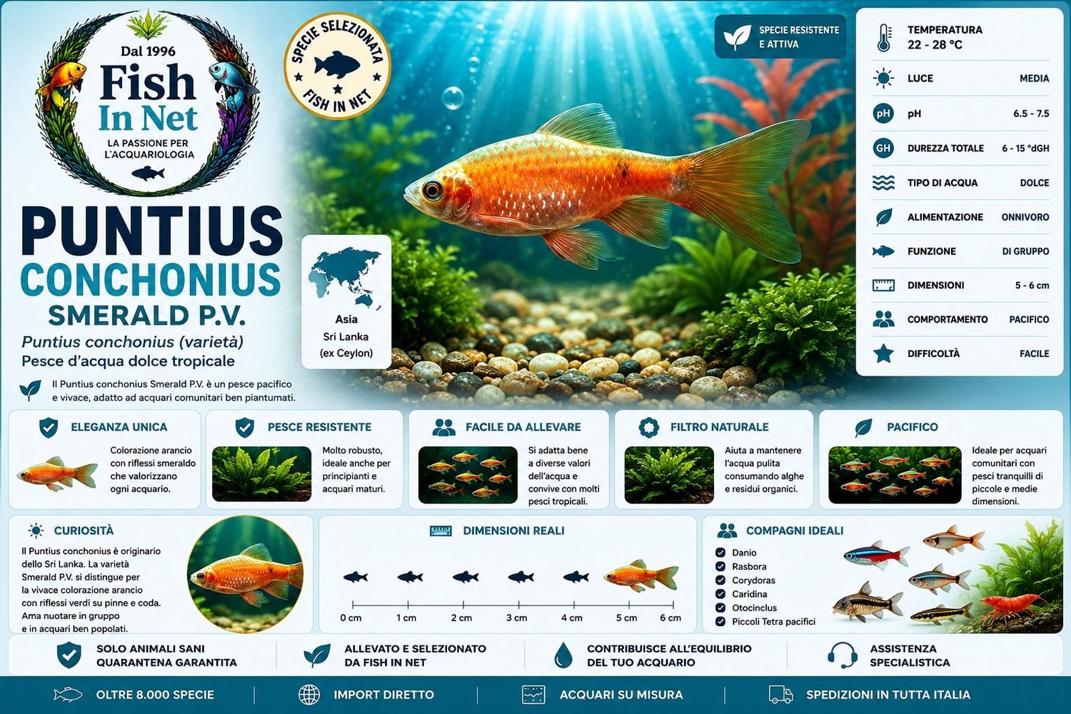 PUNTIUS CONCHONIUS SMERALD P.V. PUNTIUS CONCHONIUS SMERALD P.V.