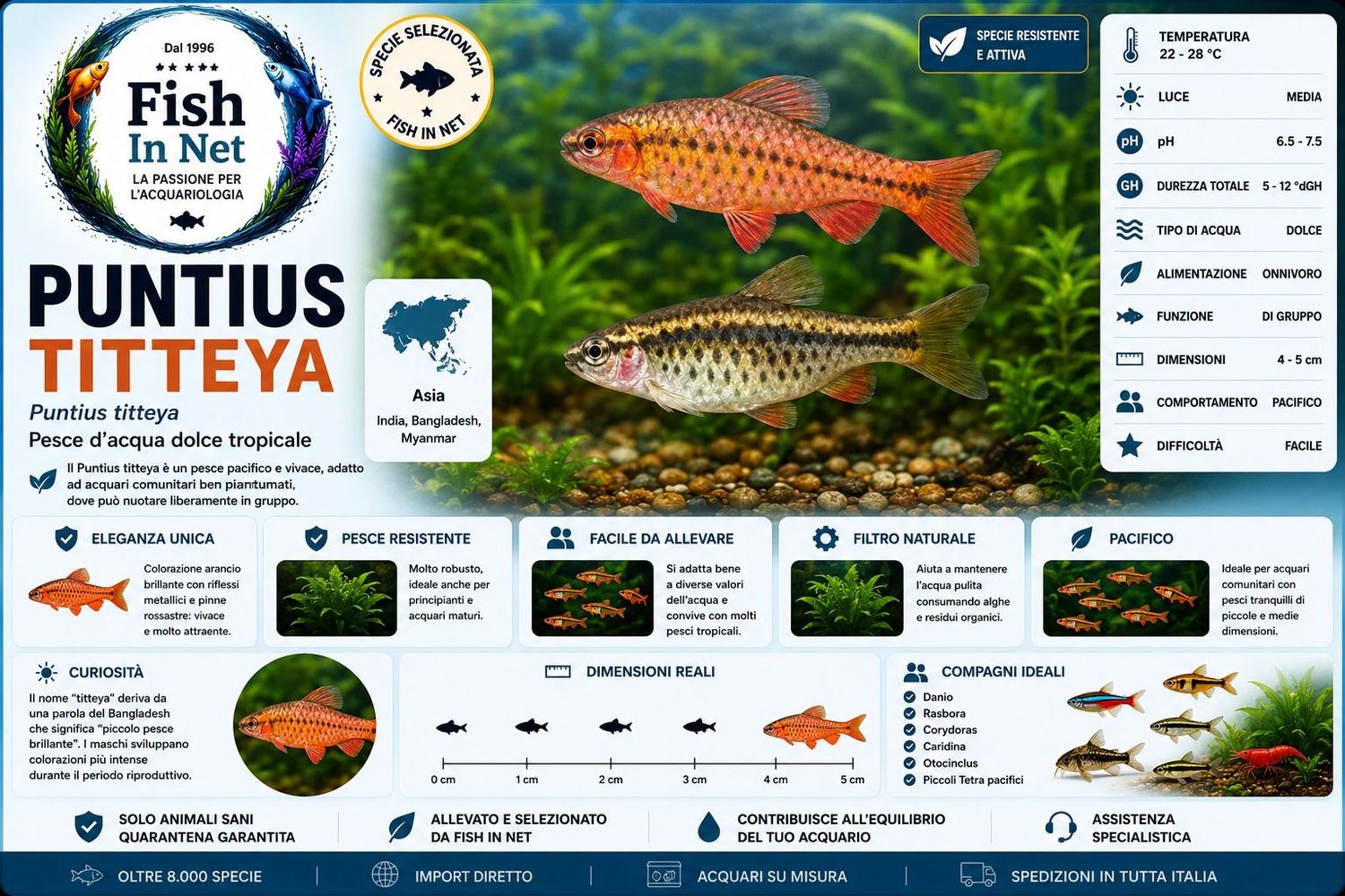 PUNTIUS TITTEYA - RED PUNTIUS TITTEYA - RED