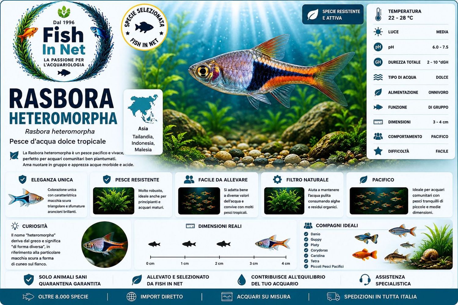 RASBORA HETEROMORPHA RASBORA HETEROMORPHA