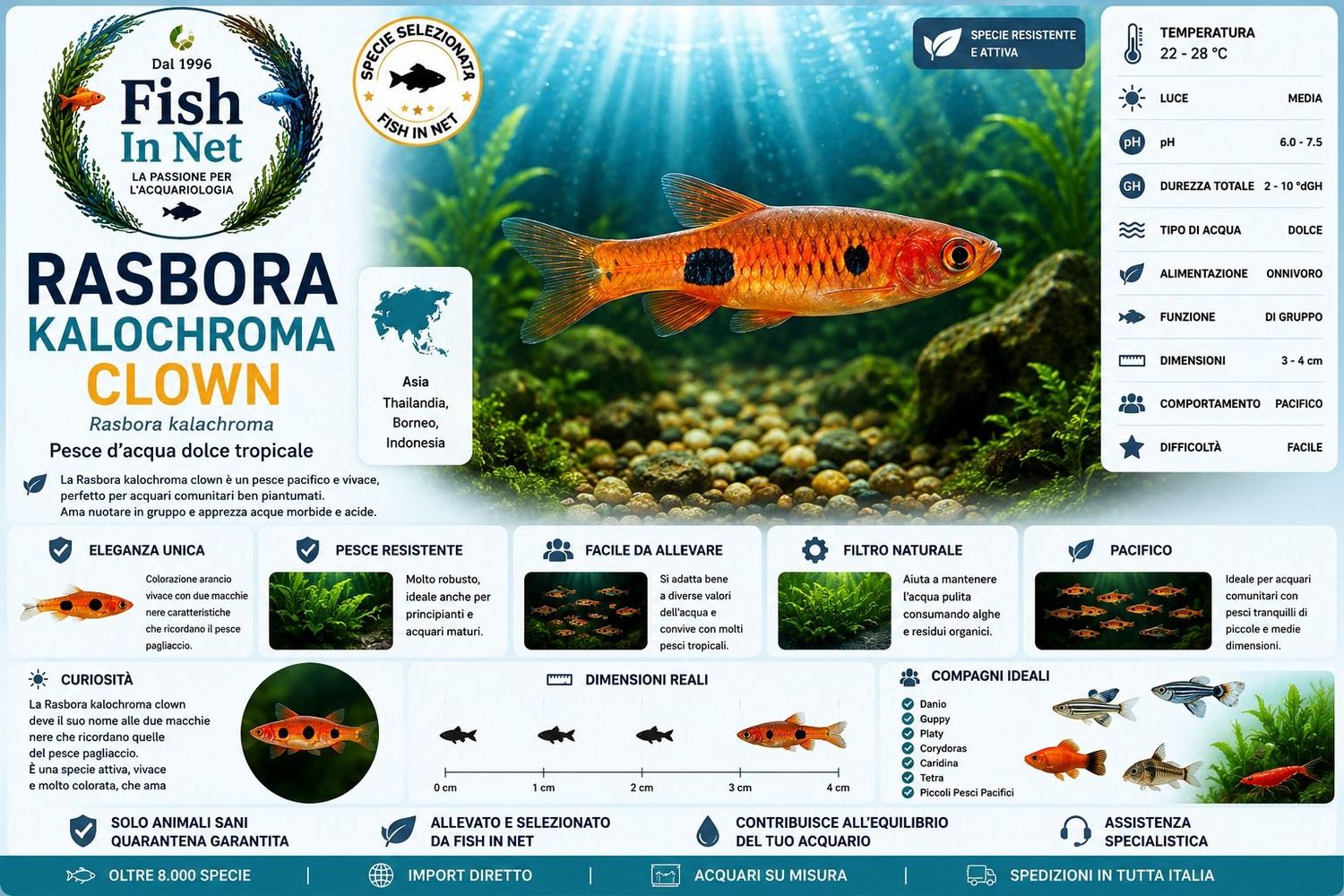 RASBORA KALOCHROMA CLOWN RASBORA KALOCHROMA CLOWN
