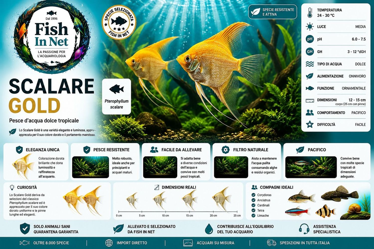 SCALARE GOLD sm SCALARE GOLD sm