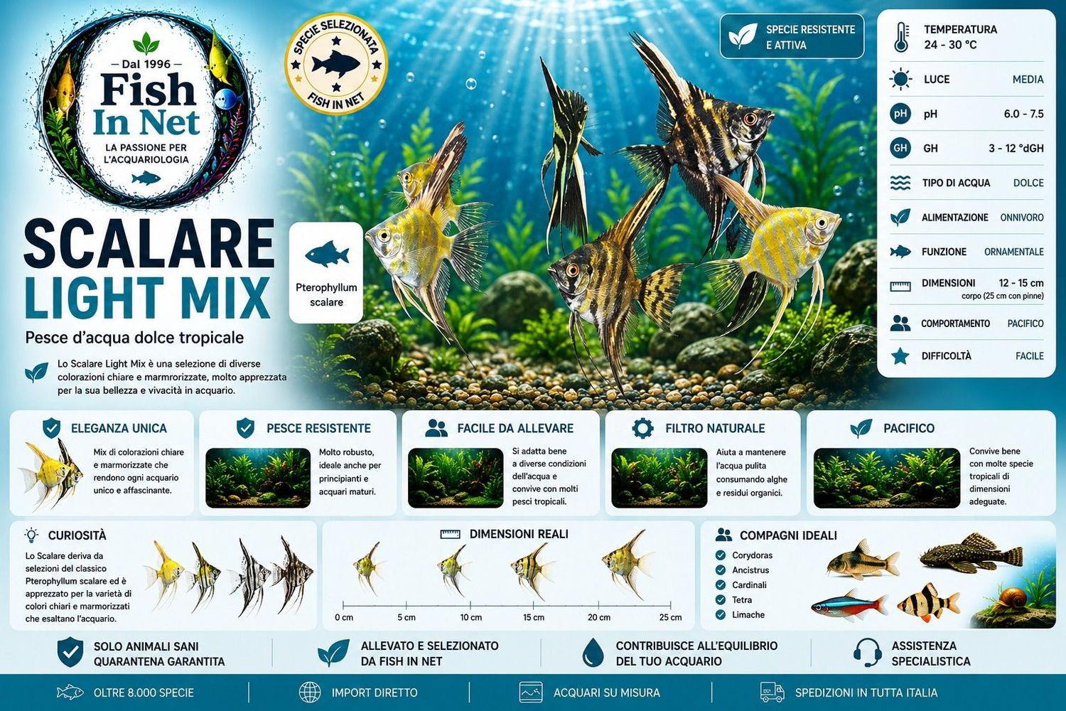 SCALARE LIGHT MIX SM