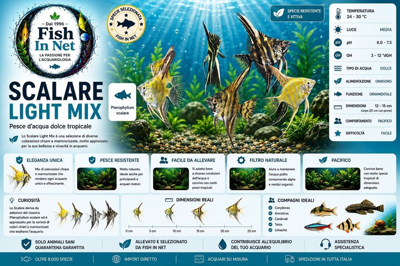 SCALARE LIGHT MIX SM SCALARE LIGHT MIX SM