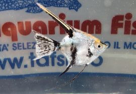 SCALARE KOI sm