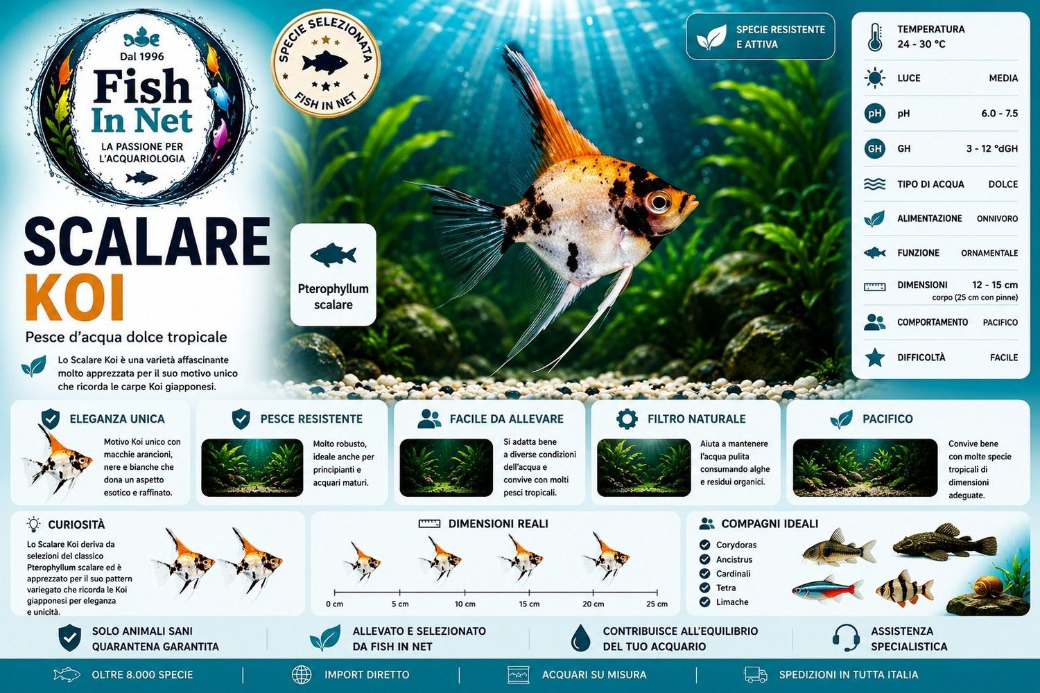 SCALARE KOI sm