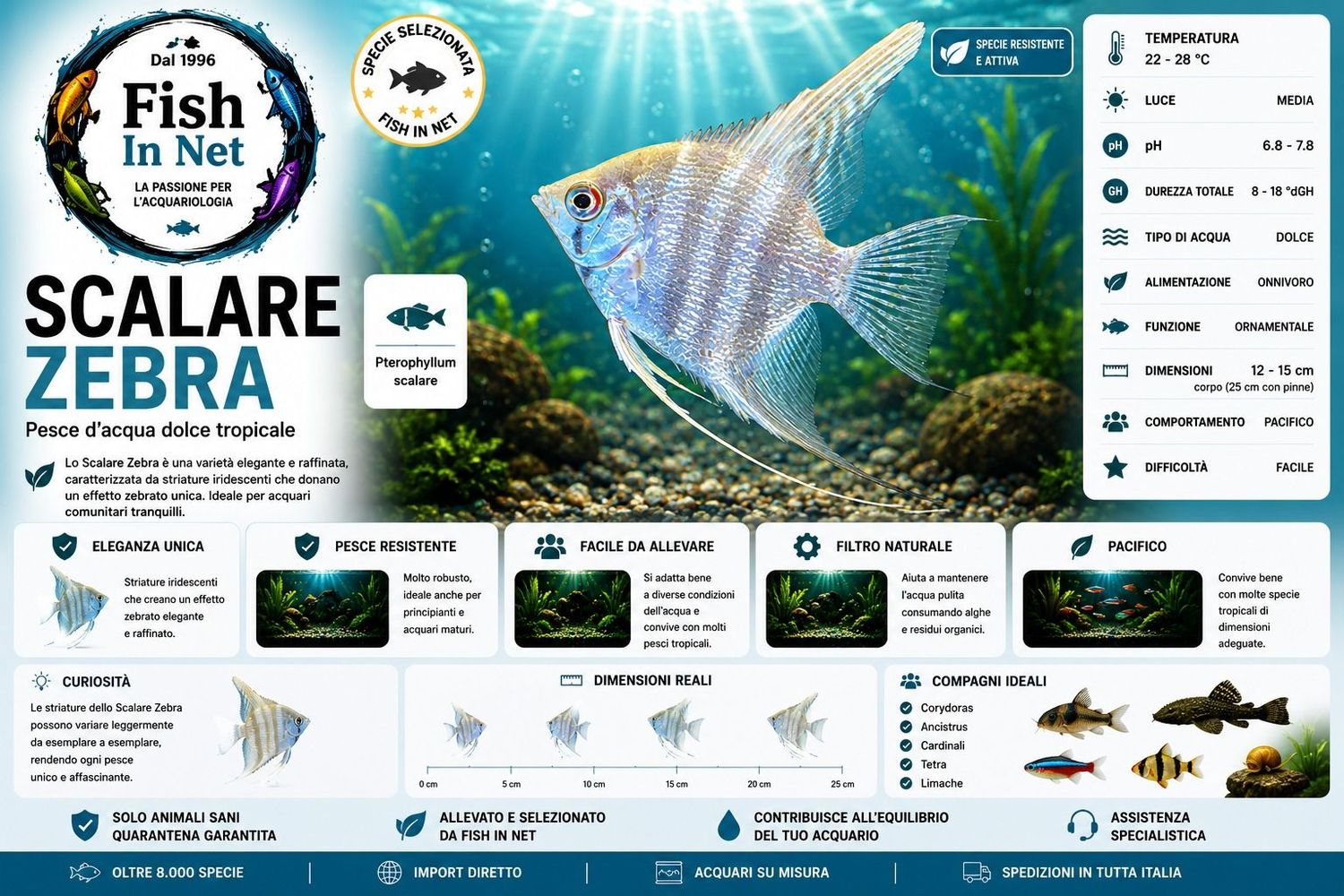 SCALARE ZEBRA sm SCALARE ZEBRA sm