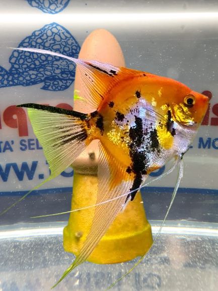 SCALARE PANDA FULL ORANGE KOI MD SCALARE PANDA FULL ORANGE KOI MD