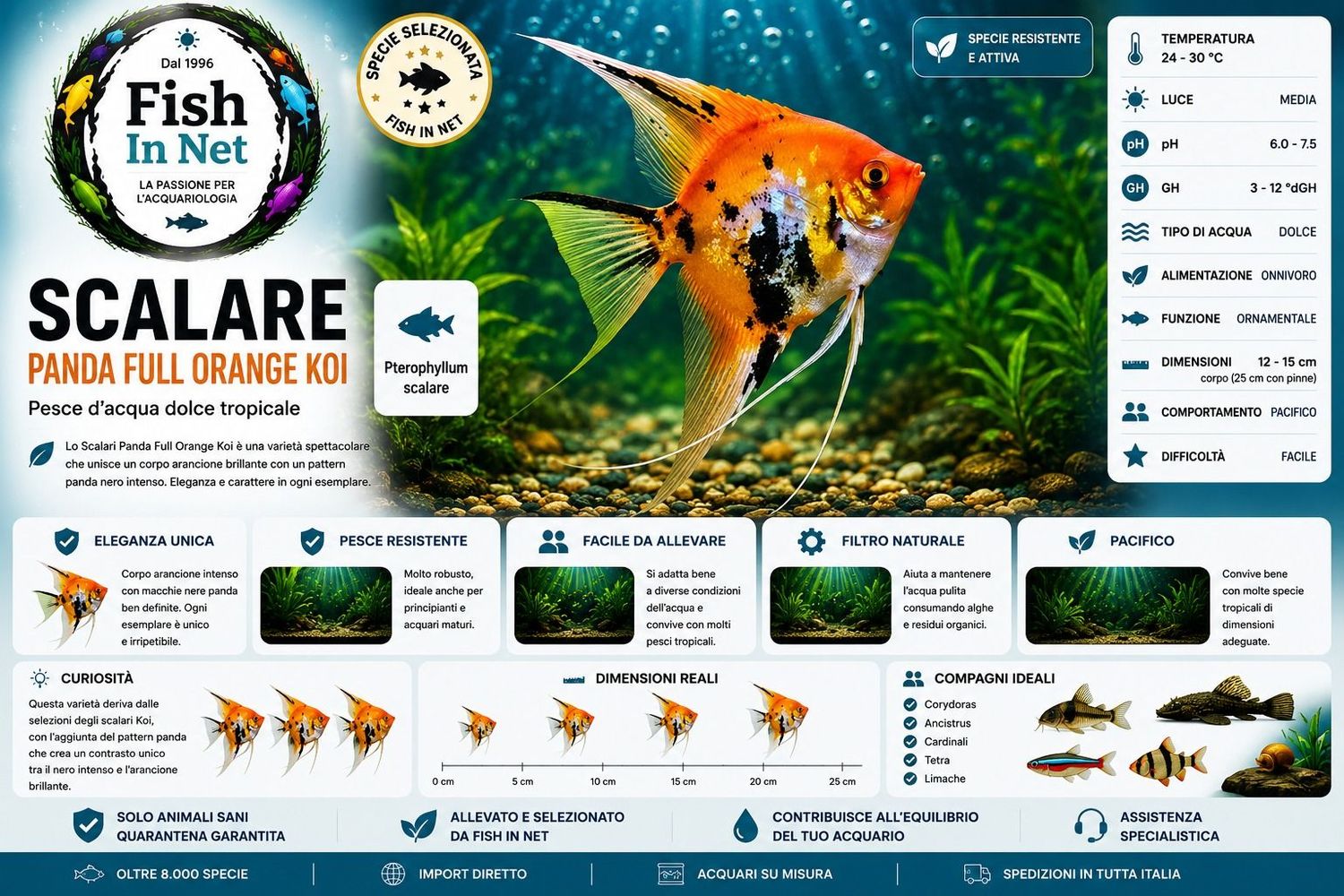 SCALARE PANDA FULL ORANGE KOI MD SCALARE PANDA FULL ORANGE KOI MD