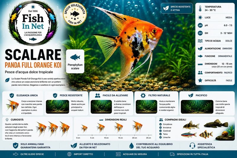 SCALARE PANDA FULL ORANGE KOI MD SCALARE PANDA FULL ORANGE KOI MD
