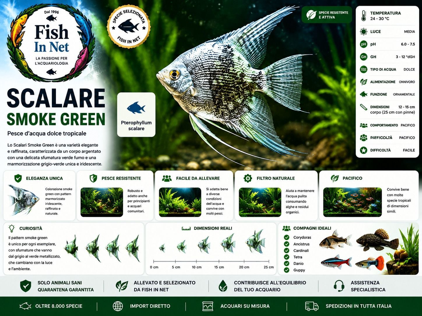 SCALARE SMOKE GREEN SM SCALARE SMOKE GREEN SM